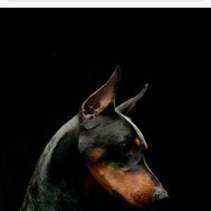 Meet your Posher, Lacey